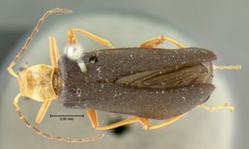 Media type: image;   Entomology 2839 Aspect: habitus dorsal view